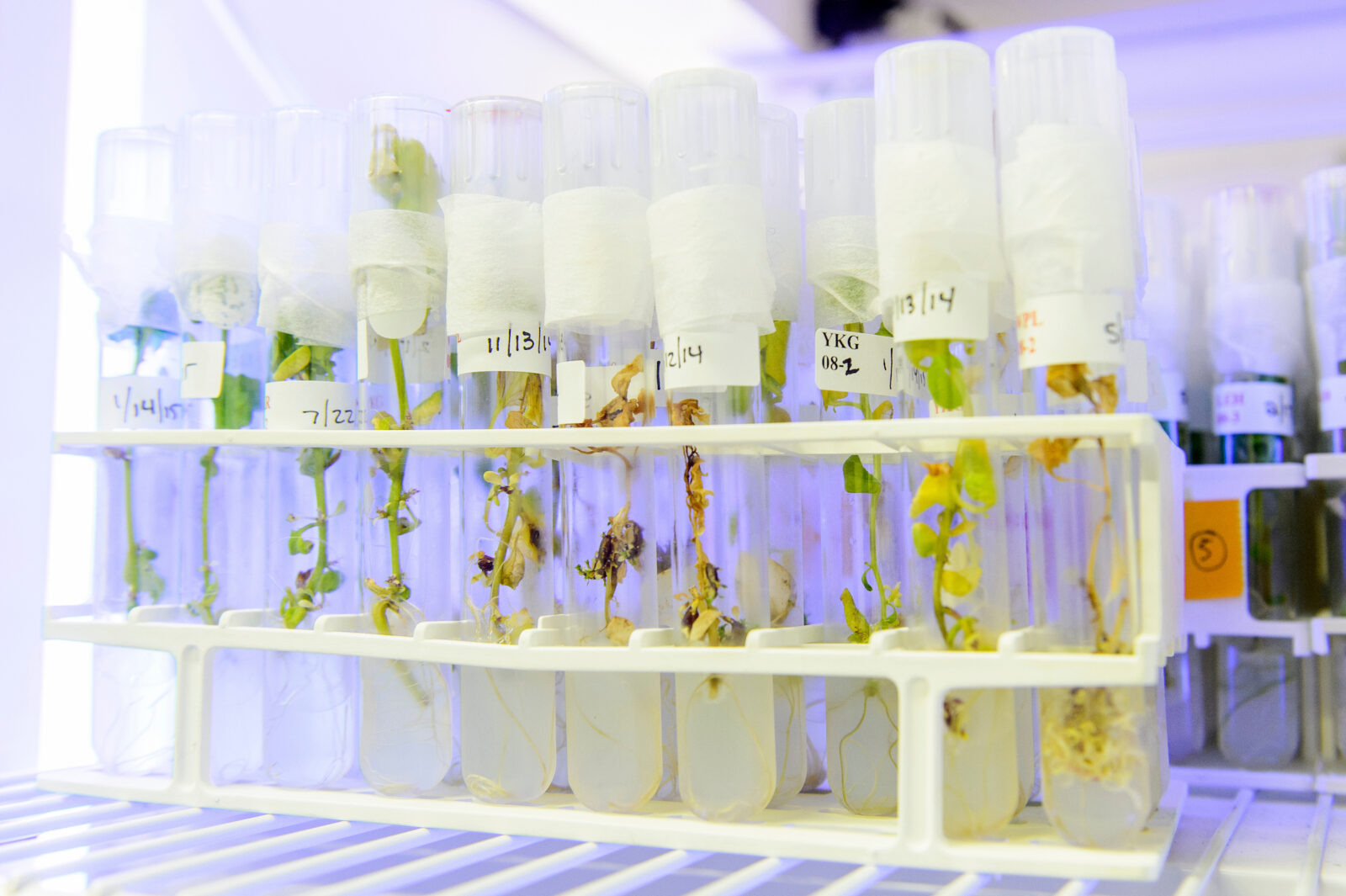 Micropropagated potato plants used in research by the Wisconsin Seed Potato Certification Program (WSPCP) are housed in test tubes inside an environmentally-controlled growth room at the Biotron Laboratory at the University of Wisconsin-Madison on Aug. 4, 2015. The goal of the WSPCP is to provide Wisconsin potato farmers with seed potato planting stock that is healthy and without varietal mixture. The Biotron Laboratory offers controlled testing environments for academic and commercial clients in plant, animal and materials research at UW-Madison. (Photo by Bryce Richter / UW-Madison)