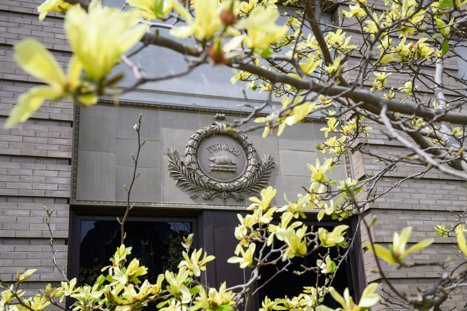 A yellow magnolia tree flowers in front of a Forward crest on the Education Building on a beautiful spring day at the University of Wisconsin–Madison on April 28, 2025.