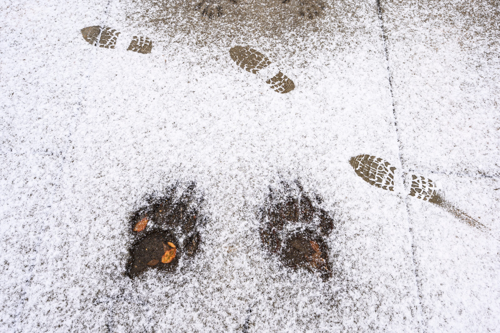 A light snowfall contrast passing footprints and a pair of badger paw prints imprinted in the plaza concrete outside of Union South at the University of Wisconsin–Madison during winter on Dec. 11, 2021. The UW-Madison mascot is Bucky Badger.